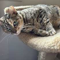Thumbnail photo of MINNIE TABBY (DOB ~12/2021) #1