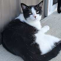 Thumbnail photo of Poplar #4