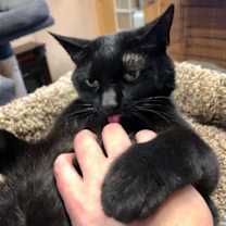 Thumbnail photo of Purrcie #4