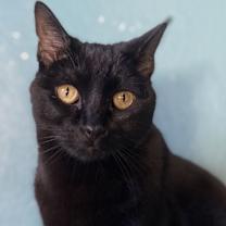 Thumbnail photo of Midnight #1