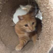 Thumbnail photo of Pumpkin #1