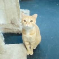 Thumbnail photo of Pumpkin #3