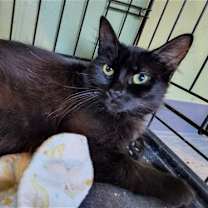 Thumbnail photo of C202 Litter Cocoa, mom #4