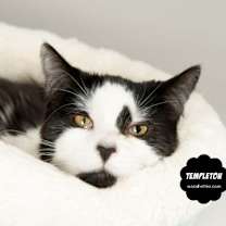 Thumbnail photo of TEMPLETON (Silly & Very Sweet) #2