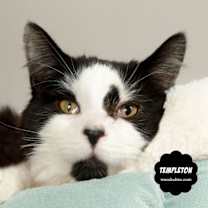 Thumbnail photo of TEMPLETON (Silly & Very Sweet) #3