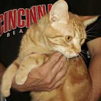 Thumbnail photo of TORNADO #4