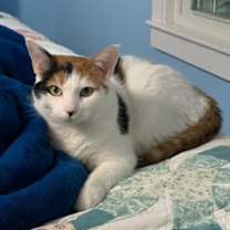 Thumbnail photo of Joy 1 #4