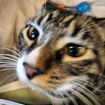 Thumbnail photo of Simba #3