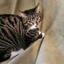 Thumbnail photo of Simba #4