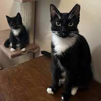 Thumbnail photo of Gwendoline #1