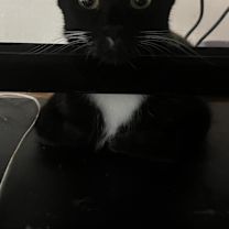 Thumbnail photo of Gwendoline #4