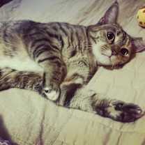 Thumbnail photo of MINNIE TABBY (DOB ~12/2021) #2