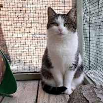 Thumbnail photo of Pepper #3