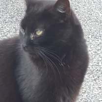 Thumbnail photo of Keoto #2