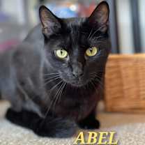 Thumbnail photo of ABEL #1