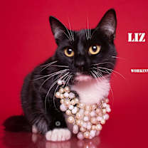 Thumbnail photo of LIZ ORTECHO #3