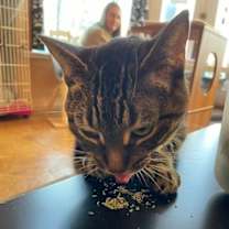 Thumbnail photo of Juniper #4