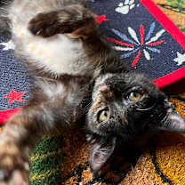 Thumbnail photo of Ella Fitz Grrald #1