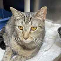 Thumbnail photo of Rainey #1