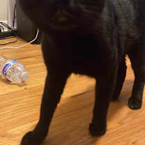 Thumbnail photo of Monkey #2