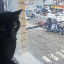 Thumbnail photo of Monkey #4