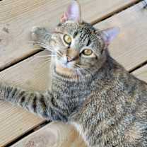 Thumbnail photo of Suzy Snowflake #1