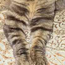 Thumbnail photo of Boomer (Lap Cat) #4