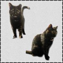 Thumbnail photo of Matilda #1