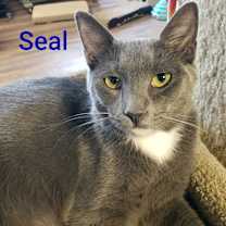 Thumbnail photo of Seal #1
