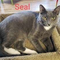 Thumbnail photo of Seal #2