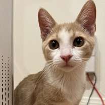 Thumbnail photo of Stewie (bonded to Luffy) #3