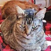 Thumbnail photo of Pepper #1