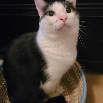 Thumbnail photo of Benny #4