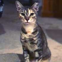 Thumbnail photo of MINNIE TABBY (DOB ~12/2021) #3