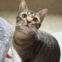 Thumbnail photo of Mistie #1