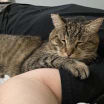 Thumbnail photo of Lancelot #1