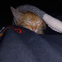 Thumbnail photo of Oliver #1