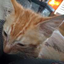 Thumbnail photo of Oliver #4