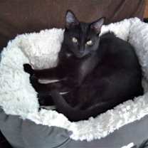 Thumbnail photo of KITTEN POLLY POCKET #3