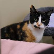 Thumbnail photo of Purr-cilia #1