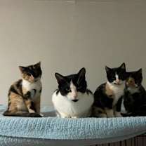 Thumbnail photo of Purr-cilia #3