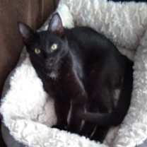 Thumbnail photo of KITTEN POLLY POCKET #1