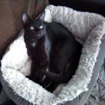 Thumbnail photo of KITTEN POLLY POCKET #2