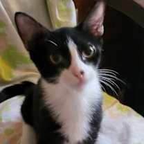 Thumbnail photo of Archi #2