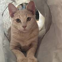 Thumbnail photo of Meadow #1
