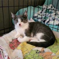 Thumbnail photo of Zack #1