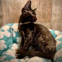 Thumbnail photo of Abbey Linkitten #4