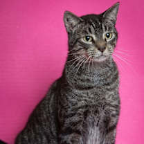 Thumbnail photo of Theodore #1