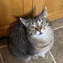 Thumbnail photo of Simon Kitty #1