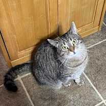 Thumbnail photo of Simon Kitty #2